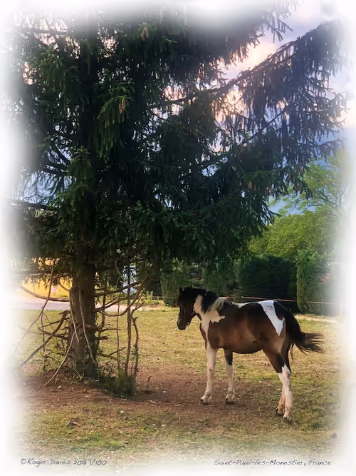 Item #25766228410116791685339336380012731519026805930459738932816938965541287100516 Media