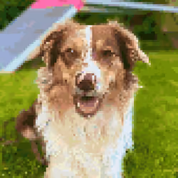 pixel dog