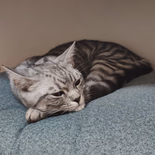 Catssstac
