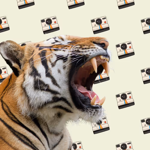 Candid Zoo Animals