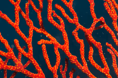 Item #67795505619931490141593079376400316859417509145610672143318596150012072165377 Media