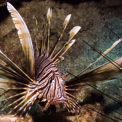 Sea Flower