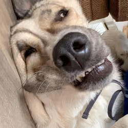 derp God dog