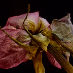 Red Rose 3
