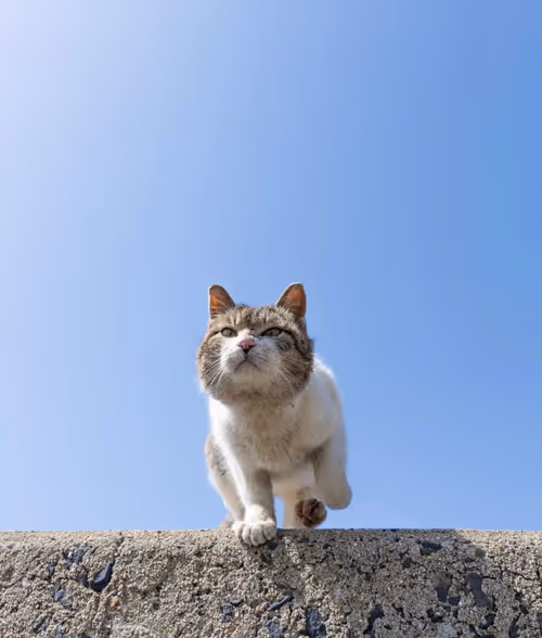 Item #506614017608188570824604822011872825915664813029036437365082878124782256129 Media