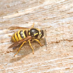 Wasp