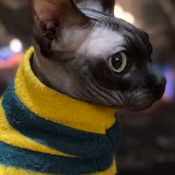 The BatCat Collection: Tyrone Charlie Brown (2/25)