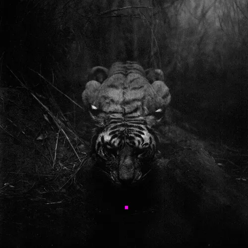 Item #51427486011039718100506623562362624271067022205358126424560206883034916454401 Media