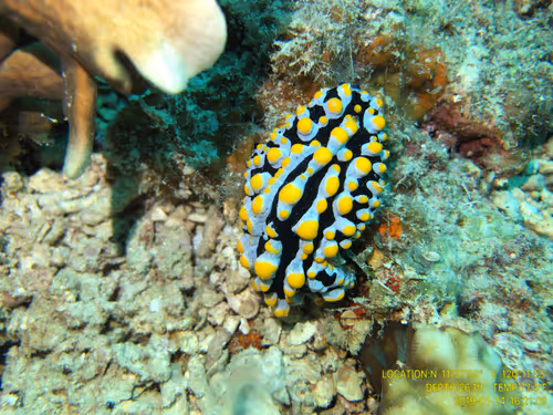 Item #80965803268169370603932631570667161375508893671094224909166964057843202785281 Media