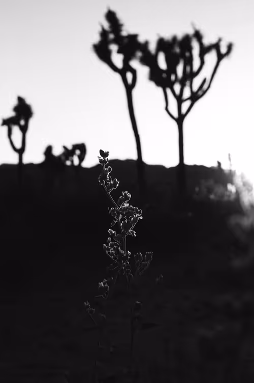 Item #43855545179559374949578343538533146521052449225092810466716167737549191643137 Media