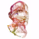 Envisaged