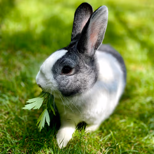 Item #32869077818189299338104486948782310907218303010195542765452093390207395561473 Media