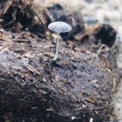 Clear Fungus Umbrella