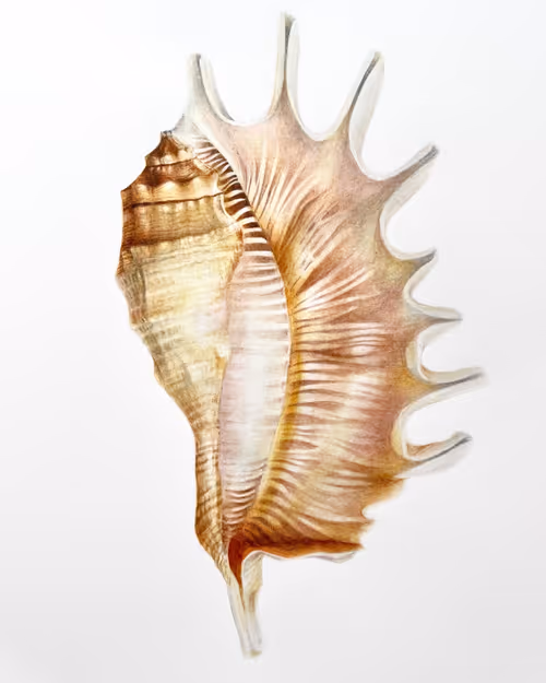 Item #71975909074173982470549409077150792365927165885272040958259581813439636439050 Media