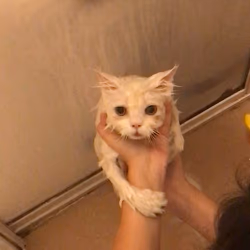 Untitled Collection #123238113