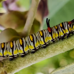 #12 Colourful Caterpillar