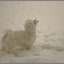 Catching Snowflakes