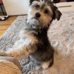 Crypto Dog