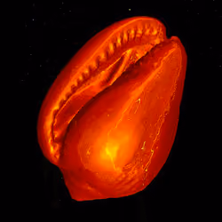 A natural coin - Cypraea moneta #1