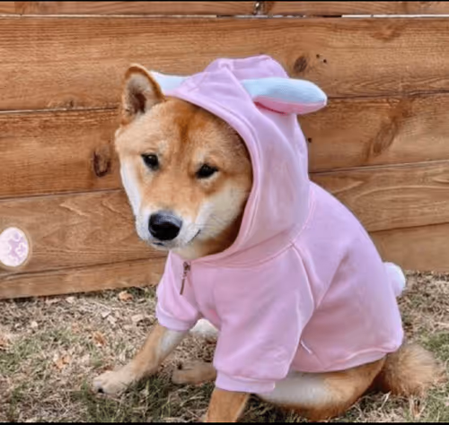 Non-Fungible Doge