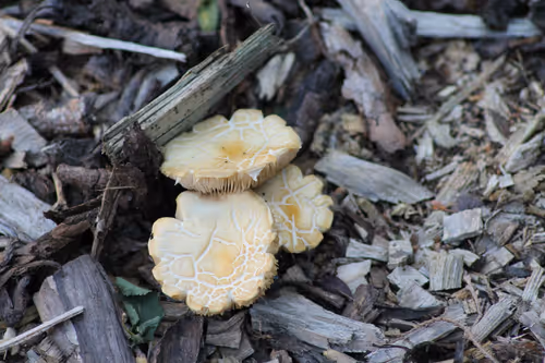 Item #51124555051901614330264480006545612592022390906904121289505624534920934195201 Media