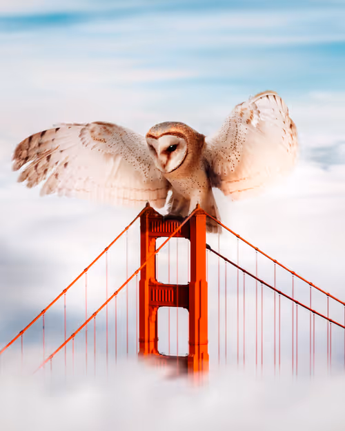 Item #44899826006193838655764715468721601160155167556143089793806025144545868513281 Media