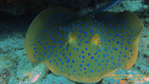 Item #80965803268169370603932631570667161375508893671094224909166963875324272574465 Media