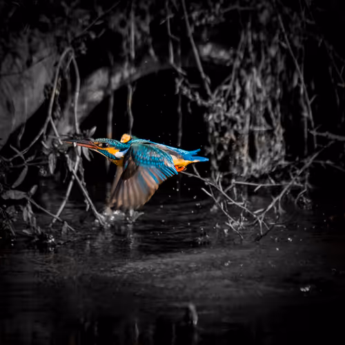 Item #15286439154353413258560728673590493507949724092509999987352070569306074644481 Media