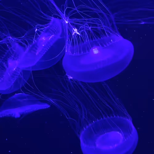 Ultraviolet jellyfish