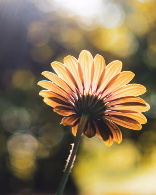 Item #61140817841535323188943582947873458398896939162862574355994582739228506980353 Media