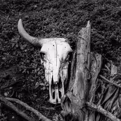 Naturaleza Muerta