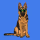 DiggetyDog.014-German Shepherd