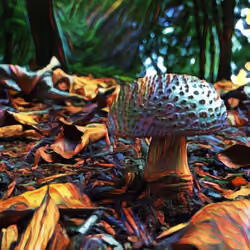 Mushroom Season #4