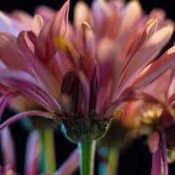 Flower 018