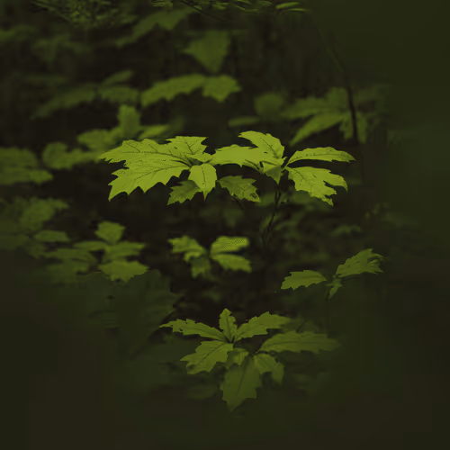 Ani's Point Of View by Ani Yordanova