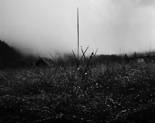 Item #83078762740139376938718327427233199779928808493802448471748731824152627904513 Media