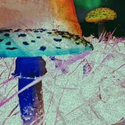 Crypto-amanita