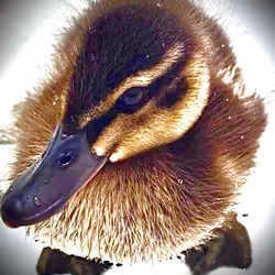 Bill The Duck