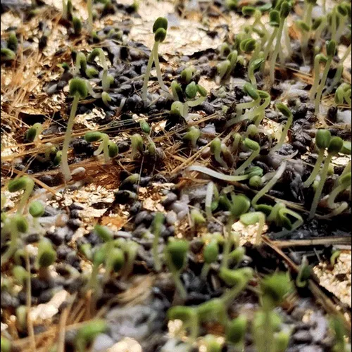 112023108605601249318065536302410732767173682366592262667857165175383335632897