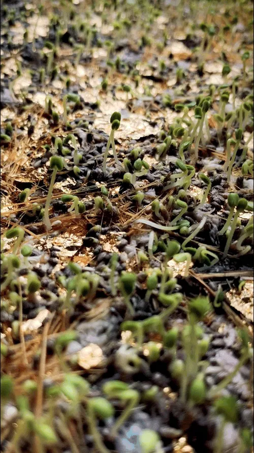 Item #112023108605601249318065536302410732767173682366592262667857165175383335632897 Media