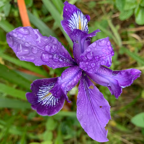 Item #81393590591900820048764161252744971355919767669927954307435201804687445590017 Media