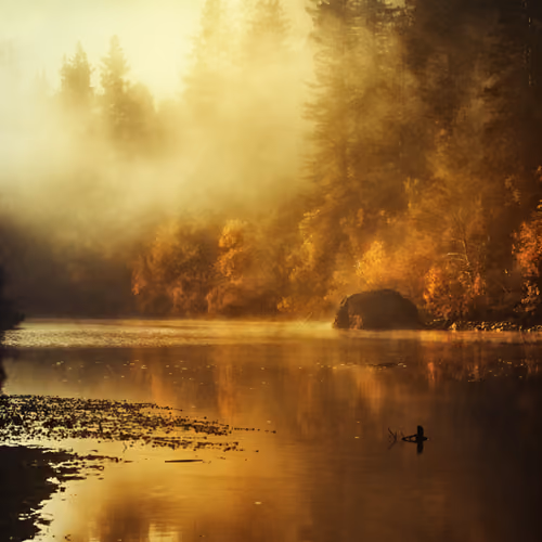 In The Morning Light
