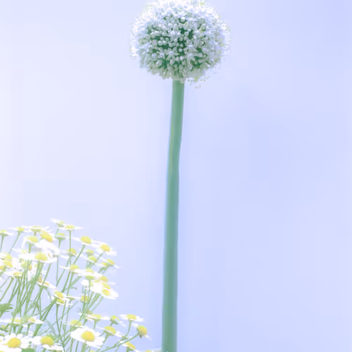 Flowerfarmnft