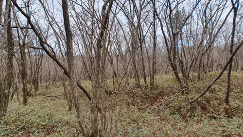 Item #105288803146246383568198026595242847884682393867054726493611635528825428770817 Media