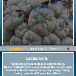 Crypto Cacti - Peyote (3/3)