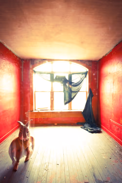 Item #96563138192293917757070198235194466088440109926107006004934391695895926145025 Media