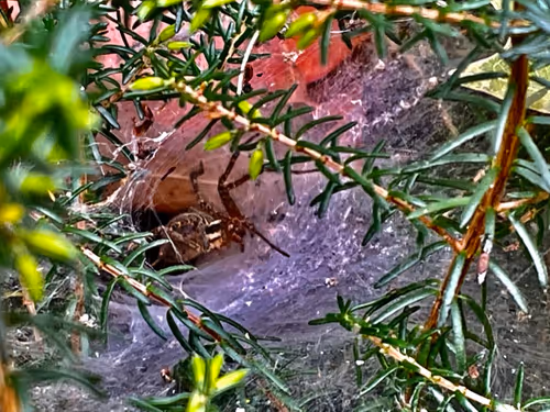 Item #90242850713282573943473333333408540290237184150123135597774242570470875463681 Media