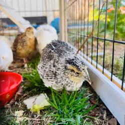 Wyld Moon Farm - Quail 3