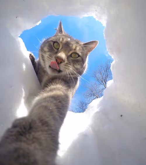 Item #12432533090897662026869168976523784185628976291471842491353891655530412245092 Media