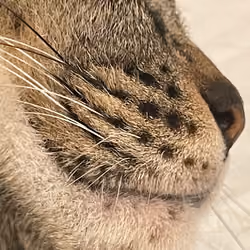 himawari beard